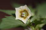 Cutleaf groundcherry